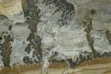 Triassic Aged Stromatolite Fossil - England #365751-1